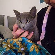 Esmé a rejoint le concours — aidez-le/la à gagner de superbes lots ! cat, person, hand, blanket, couch, indoor, gray_cat, face, eyes, furniture, pattern, text_on_wall, sitting, cozy, cushion, comfort, portrait, animal, human, holding