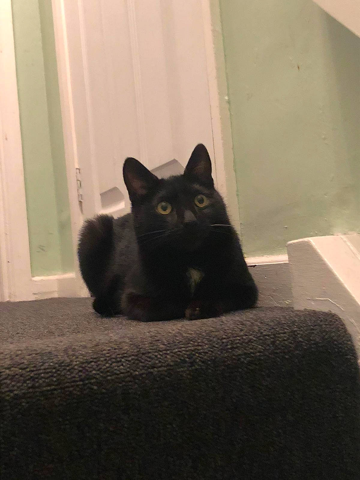 Luna is registered to the contest to win money with this photo: black_cat, bombay, carnivore, cat, comfort, domestic_short_haired_cat, door, felidae, floor, flooring, fur, grey, hardwood, room, small_to_medium_sized_cats, snout, tail, tints_and_shades, whiskers, wood