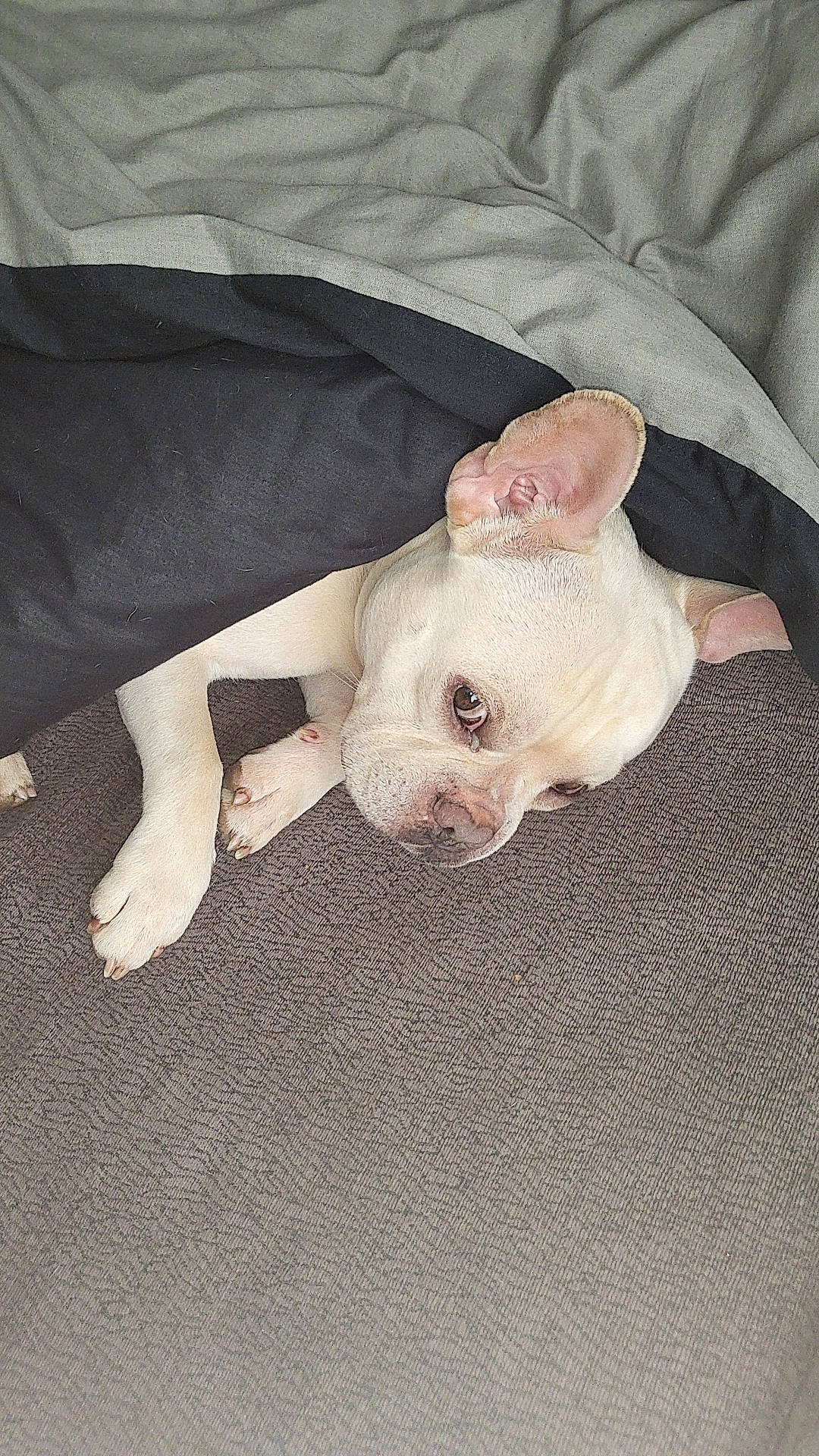 Hugo is registered to the contest to win money with this photo: canidae, carnivore, comfort, companion_dog, dog, dog_breed, ear, fawn, flesh, fur, linens, non_sporting_group, snout, sporting_group, suidae, tail, terrestrial_animal, toy_dog, working_animal, wrinkle