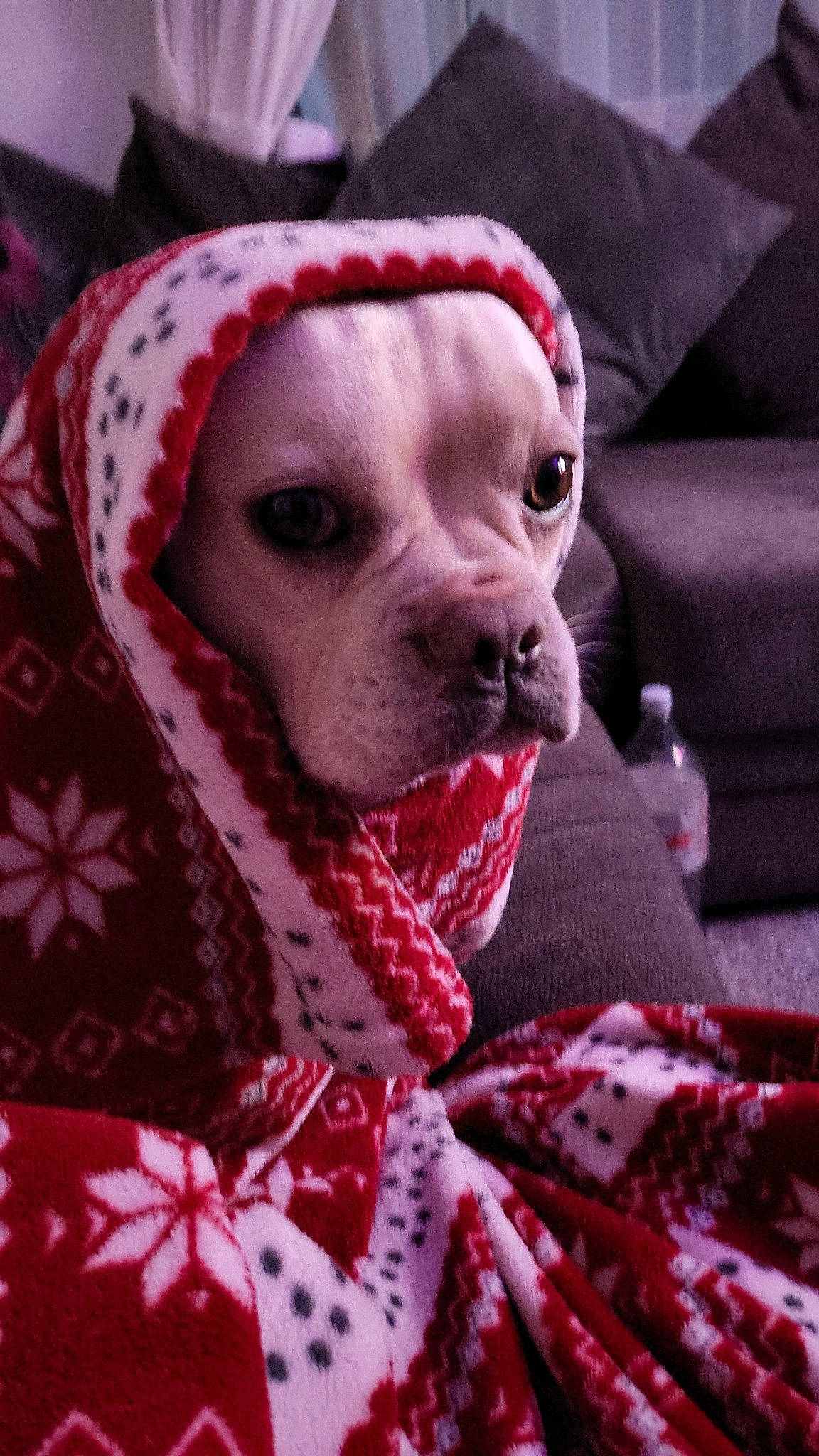 Hugo is registered to the contest to win money with this photo: carnivore, collar, comfort, companion_dog, dog, dog_breed, dog_clothes, dog_supply, fawn, fur, linens, pattern, pink, snout, sporting_group, textile, toy_dog, whiskers, working_animal, wrinkle