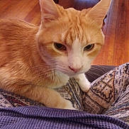 Fusa is registered to the contest to win money with this photo: aegean_cat, american_wirehair, arabian_mau, asian, australian_mist, carnivore, cat, domestic_short_haired_cat, european_shorthair, fawn, felidae, german_rex, kitten, mammal, ojos_azules, small_to_medium_sized_cats, snout, tabby_cat, whiskers