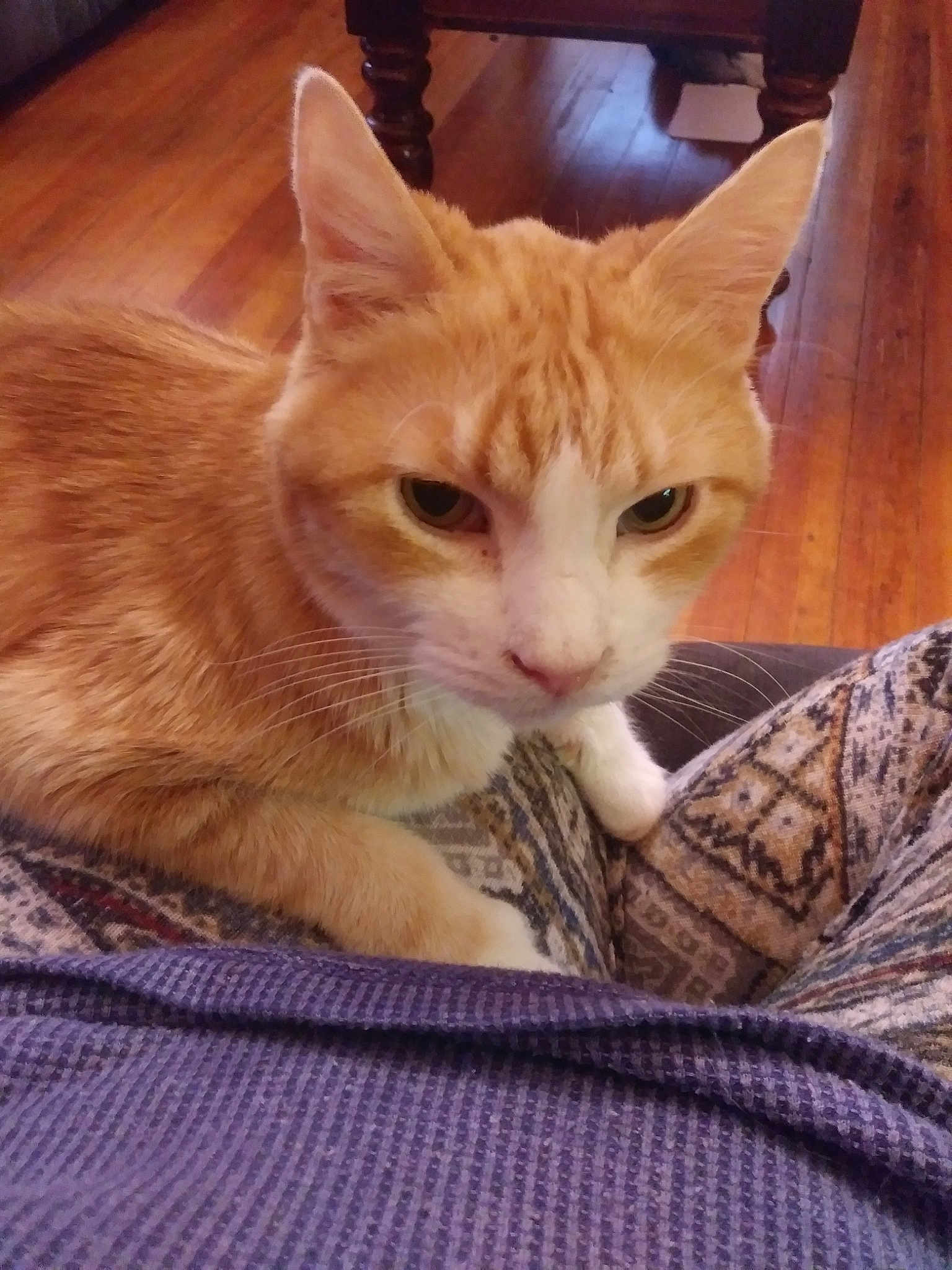 Fusa is registered to the contest to win money with this photo: aegean_cat, american_wirehair, arabian_mau, asian, australian_mist, carnivore, cat, domestic_short_haired_cat, european_shorthair, fawn, felidae, german_rex, kitten, mammal, ojos_azules, small_to_medium_sized_cats, snout, tabby_cat, whiskers