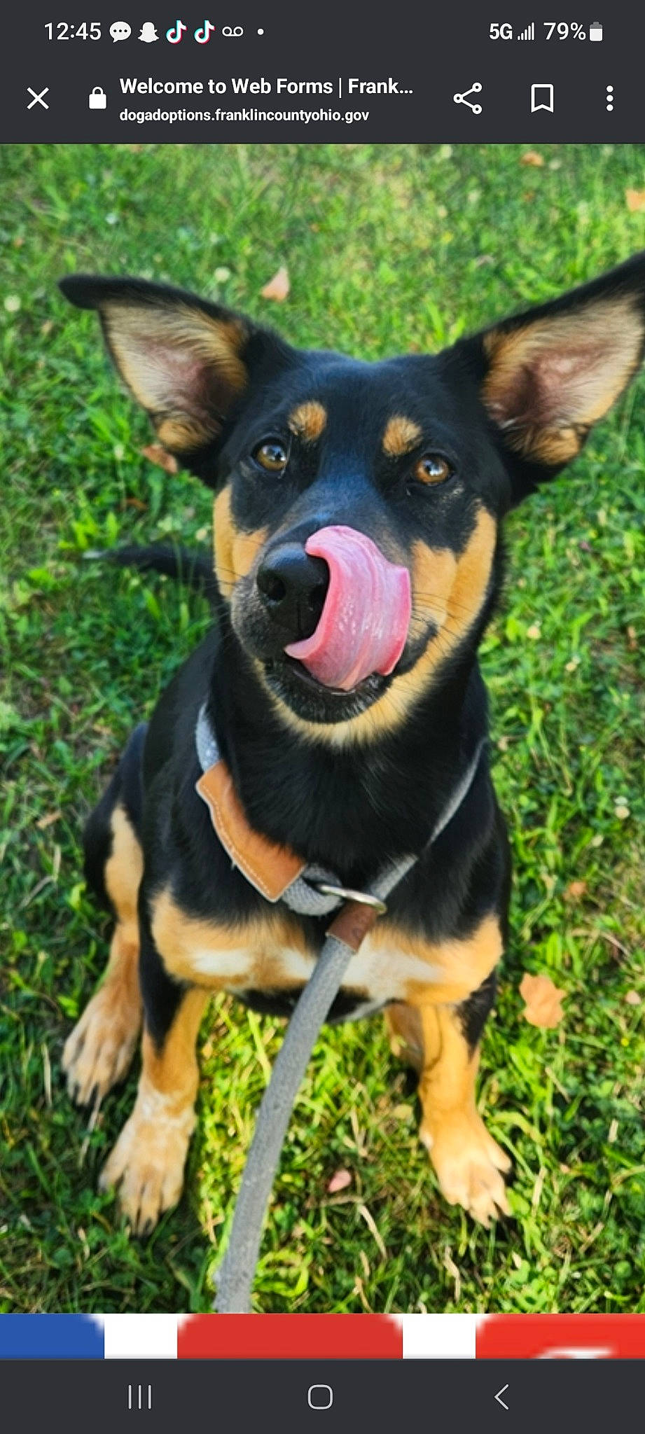 Bonnie is registered to the contest to win money with this photo: canidae, carnivore, collar, companion_dog, dog, dog_breed, grass, guard_dog, herding_dog, hunting_dog, pinscher, sharing, snout, sporting_group, terrestrial_animal, working_animal, working_dog