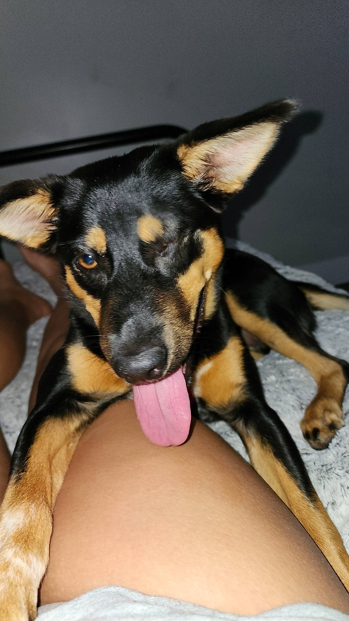 Bonnie joined the competition — help win amazing prizes! balance, canidae, carnivore, companion_dog, dog, dog_breed, ear, fawn, foot, fur, guard_dog, paw, snout, sporting_group, terrestrial_animal, toy_dog, whiskers, working_animal, working_dog