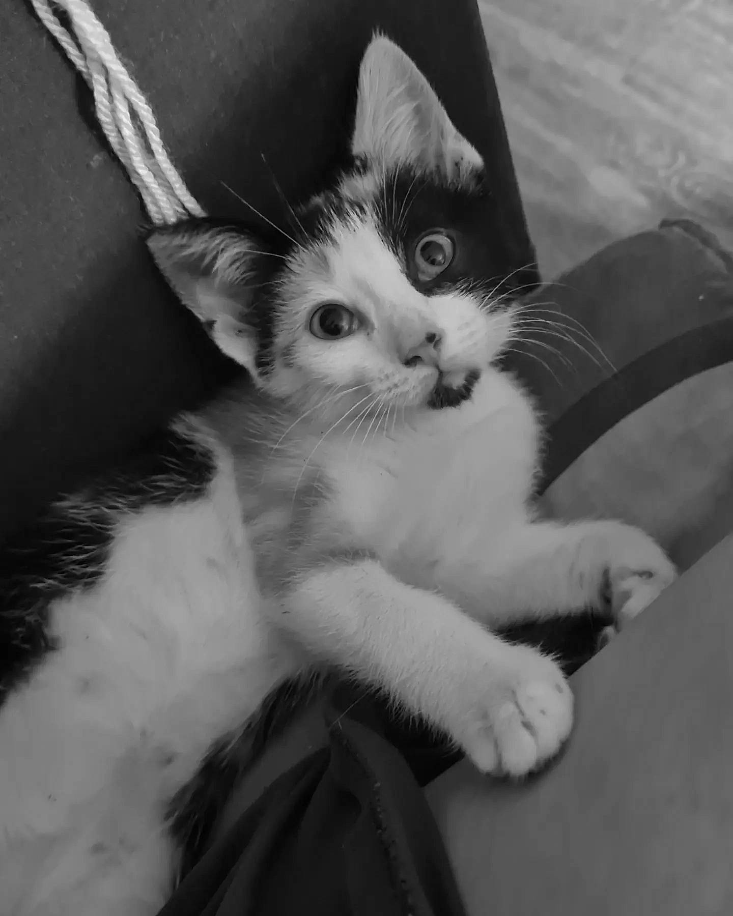 Ulysse a rejoint le concours — aidez-le/la à gagner de superbes lots ! carnivore, cat, claw, comfort, domestic_short_haired_cat, eye, felidae, foot, fur, gesture, human_leg, leg, monochrome, monochrome_photography, paw, sitting, small_to_medium_sized_cats, snout, tail, whiskers