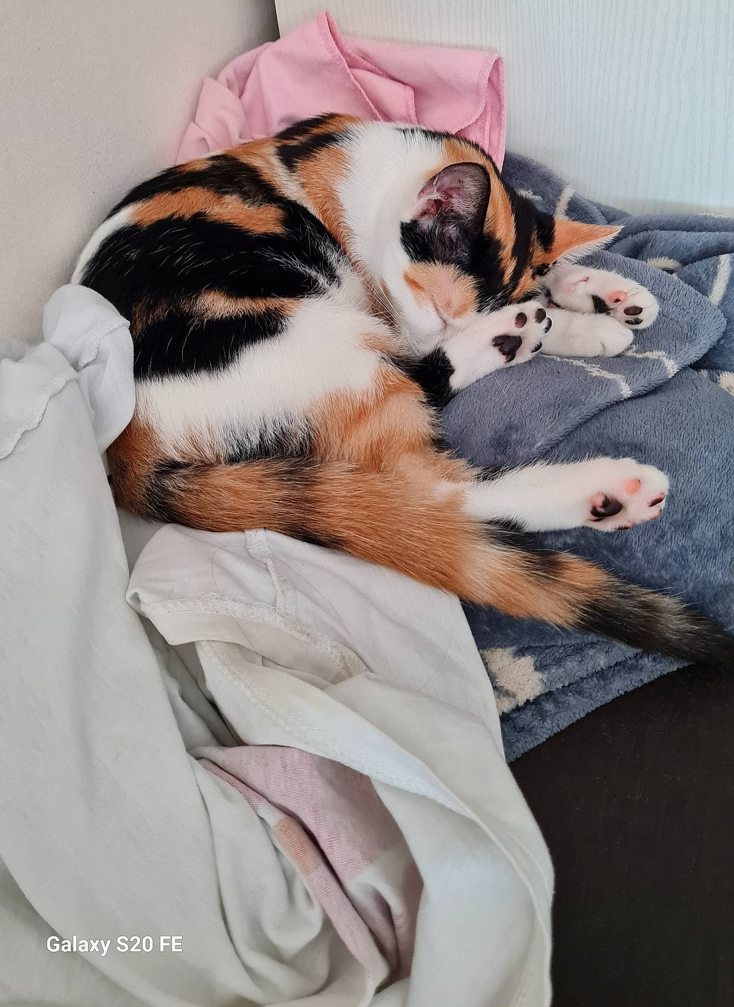 Ulysse participe au concours pour gagner de l'argent avec cette photo : bed, bed_sheet, bedding, bengal_tiger, carnivore, cat, comfort, companion_dog, domestic_short_haired_cat, fawn, felidae, fur, linens, nap, pattern, paw, small_to_medium_sized_cats, tail, terrestrial_animal, whiskers