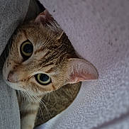 Xéna participe au concours pour gagner de l'argent avec cette photo : animal, cat, close_up, cozy, curious, cute, cute_pet, domestic_cat, feline, indoor, peeking, pet, playful, relaxed, resting, soft_fabric, tabby, texture, whiskers, wide_eyes