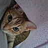 animal, cat, close_up, cozy, curious, cute, cute_pet, domestic_cat, feline, indoor, peeking, pet, playful, relaxed, resting, soft_fabric, tabby, texture, whiskers, wide_eyes