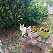 Chipie a rejoint le concours — aidez-le/la à gagner de superbes lots ! cat, plant, planter, outdoor, greenery, table, stone_table, rabbit_figurine, pot, grass, bush, leaves, road, garden, nature, animal, pet, daylight, shrub, curious