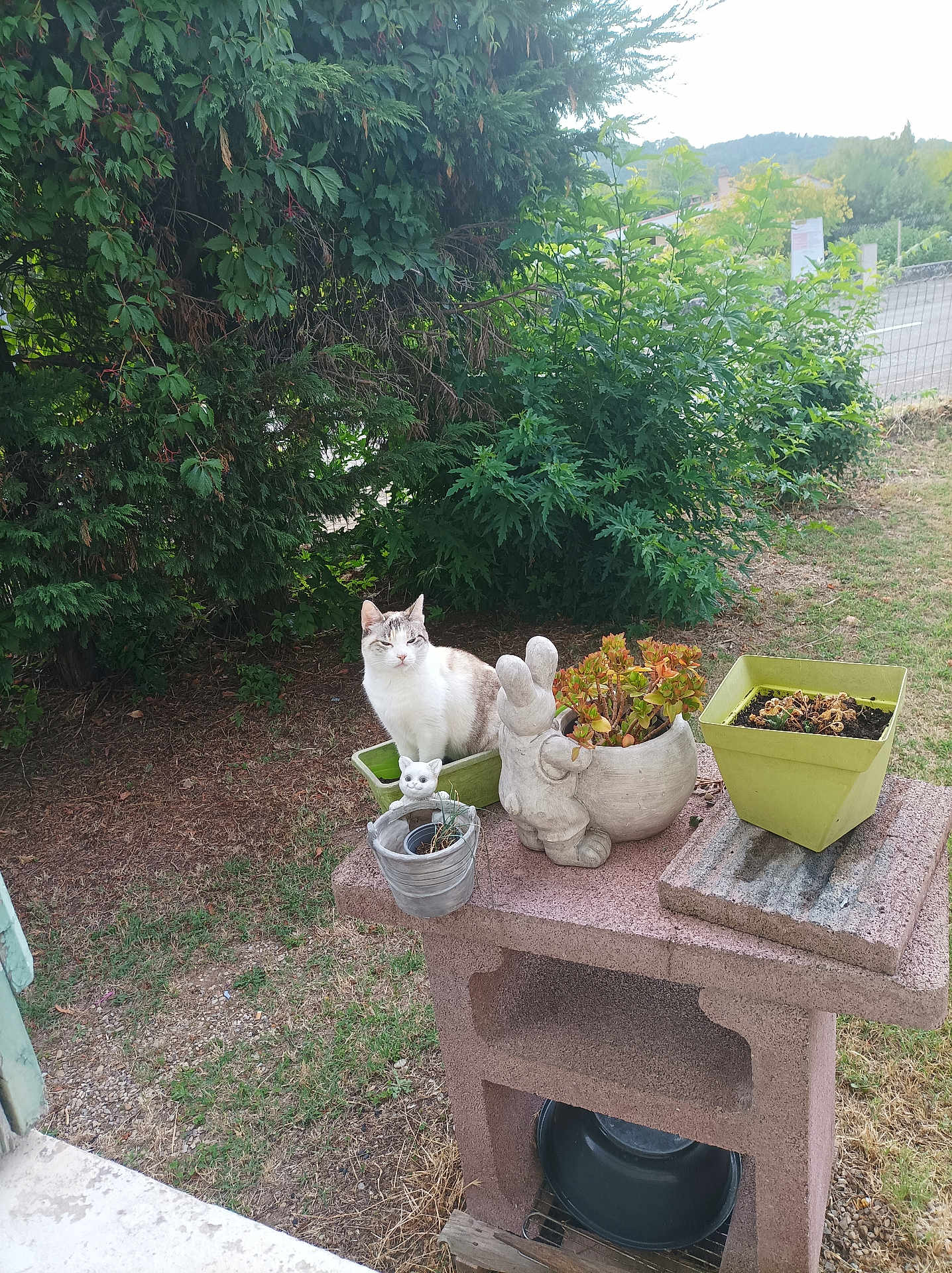 Chipie a rejoint le concours — aidez-le/la à gagner de superbes lots ! cat, plant, planter, outdoor, greenery, table, stone_table, rabbit_figurine, pot, grass, bush, leaves, road, garden, nature, animal, pet, daylight, shrub, curious