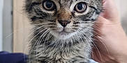 Yuna participe au concours pour gagner de l'argent avec cette photo : kitten, tabby, cat, pet, animal, cute, fur, whiskers, eyes, ears, paws, indoor, hand, person, cozy, soft, closeup, portrait, domestic, young