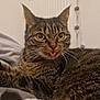 Yuna a rejoint le concours — aidez-le/la à gagner de superbes lots ! cat, tabby, tongue_out, indoor, bed, fur, whiskers, ears, eyes, pet, domestic_cat, cute, resting, cozy, close_up, striped, mischievous, animal, feline, home