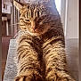 cat, tabby, stretching, paws, feline, indoor, kitchen, countertop, window, natural_light, blurred_background, whiskers, fur, relaxed, content, closeup, pet, animal, domestic, cute