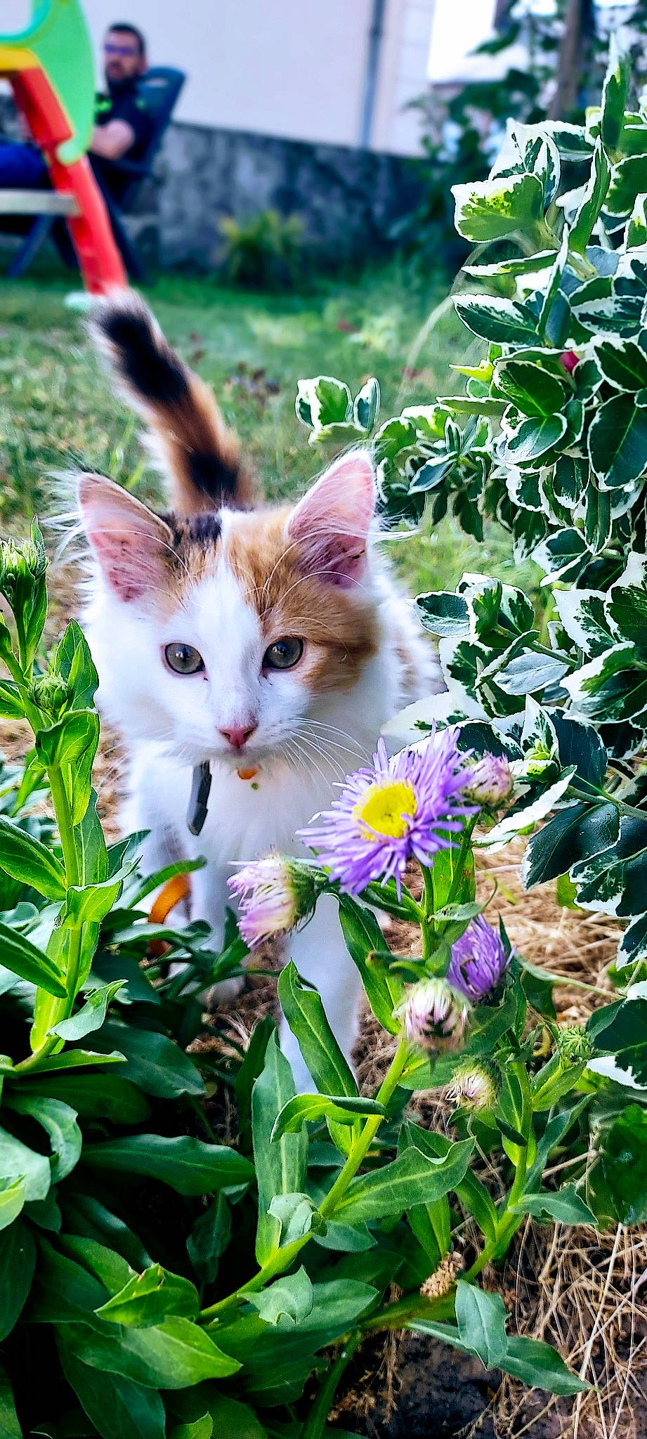 Taya a rejoint le concours — aidez-le/la à gagner de superbes lots ! botany, carnivore, cat, fawn, felidae, flower, flowering_plant, grass, grass_family, groundcover, herbaceous_plant, leaf, meadow, organism, petal, plant, shrub, small_to_medium_sized_cats, vegetation, whiskers