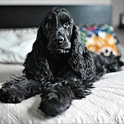 Tess participe au concours pour gagner de l'argent avec cette photo : dog, black_dog, bed, indoor, curly_fur, long_ears, pet, lying_down, portrait, animal, canine, cozy, home, furniture, cute, relaxed, domestic, sleeping_area, soft_focus, floral_pillow