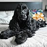 dog, black_dog, bed, indoor, curly_fur, long_ears, pet, lying_down, portrait, animal, canine, cozy, home, furniture, cute, relaxed, domestic, sleeping_area, soft_focus, floral_pillow