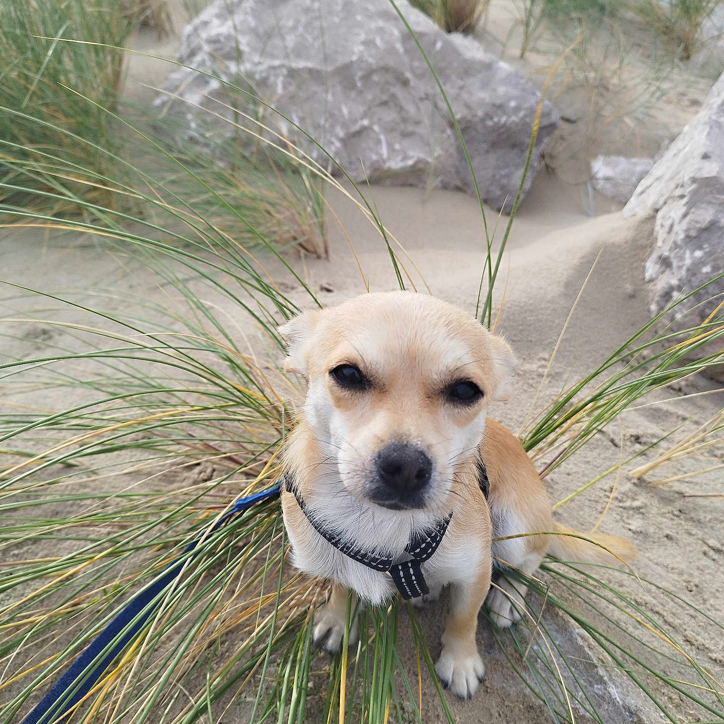 Milo a rejoint le concours — aidez-le/la à gagner de superbes lots ! accessories, animal, beagle, canine, dog, goldenretriever, grass, hound, labradorretriever, leash, path, pet, plant, puppy, rock, slate, soil, strap, vegetation, walkway