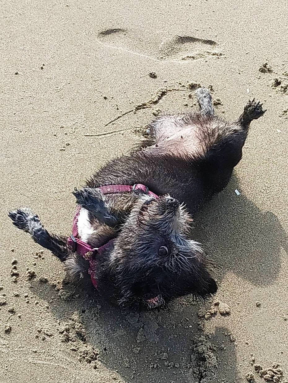 Izia a rejoint le concours — aidez-le/la à gagner de superbes lots ! canidae, sand, street_dog