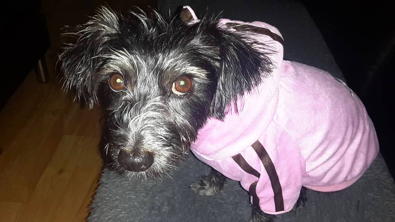 Izia a rejoint le concours — aidez-le/la à gagner de superbes lots ! canidae, carnivore, catalan_sheepdog, companion_dog, dog, dog_breed, german_wirehaired_pointer, mammal, miniature_schnauzer, petit_basset_griffon_vendeen, puppy, rare_breed_dog, schapendoes, schnauzer, schnoodle, snout, sporting_group, sporting_lucas_terrier, terrier, wirehaired_pointing_griffon