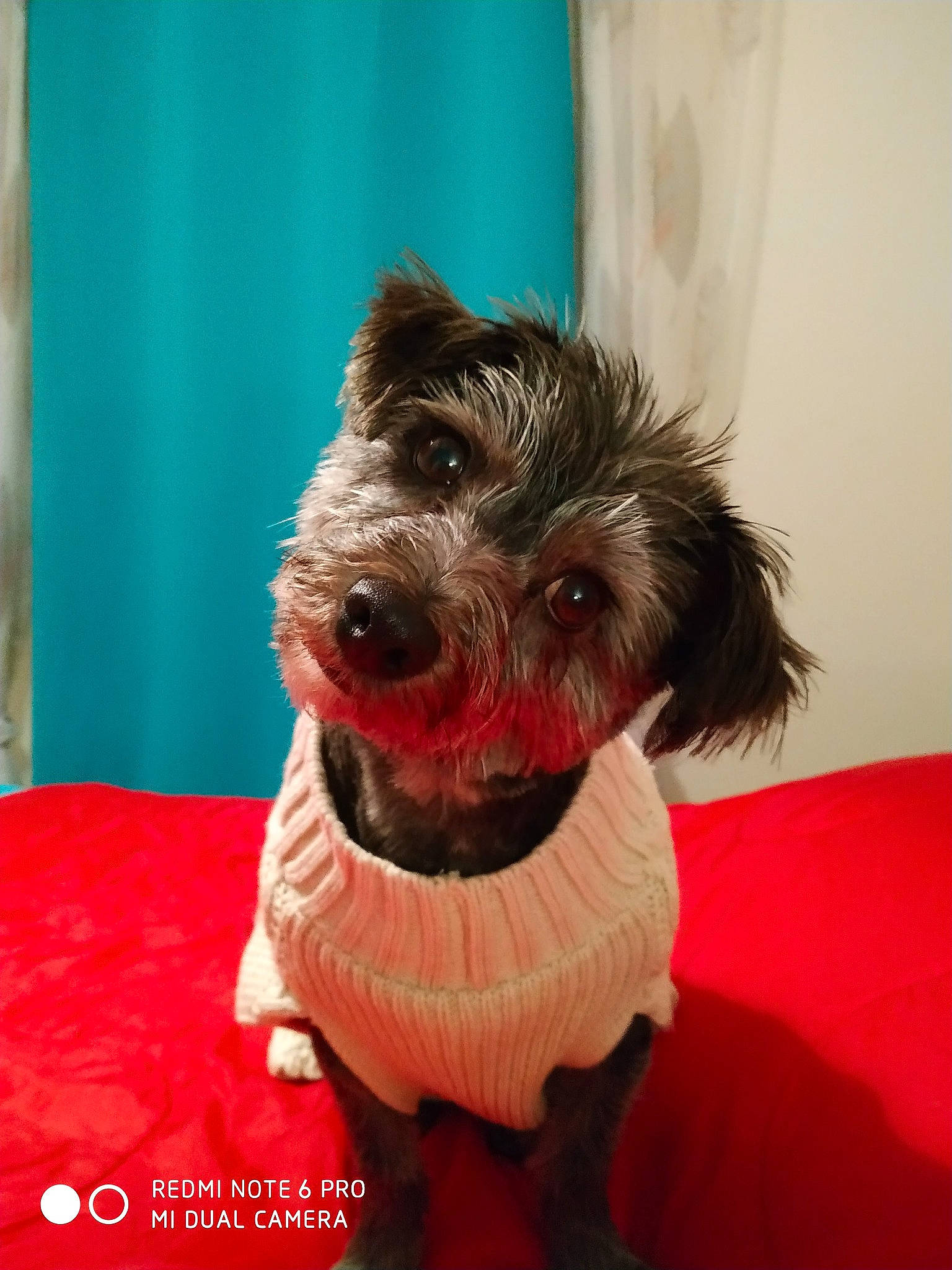 Izia a rejoint le concours — aidez-le/la à gagner de superbes lots ! cairn_terrier, canidae, carnivore, companion_dog, dog, dog_breed, mammal, miniature_schnauzer, puppy, schnauzer, schnoodle, snout, sporting_group, terrier, toy_dog