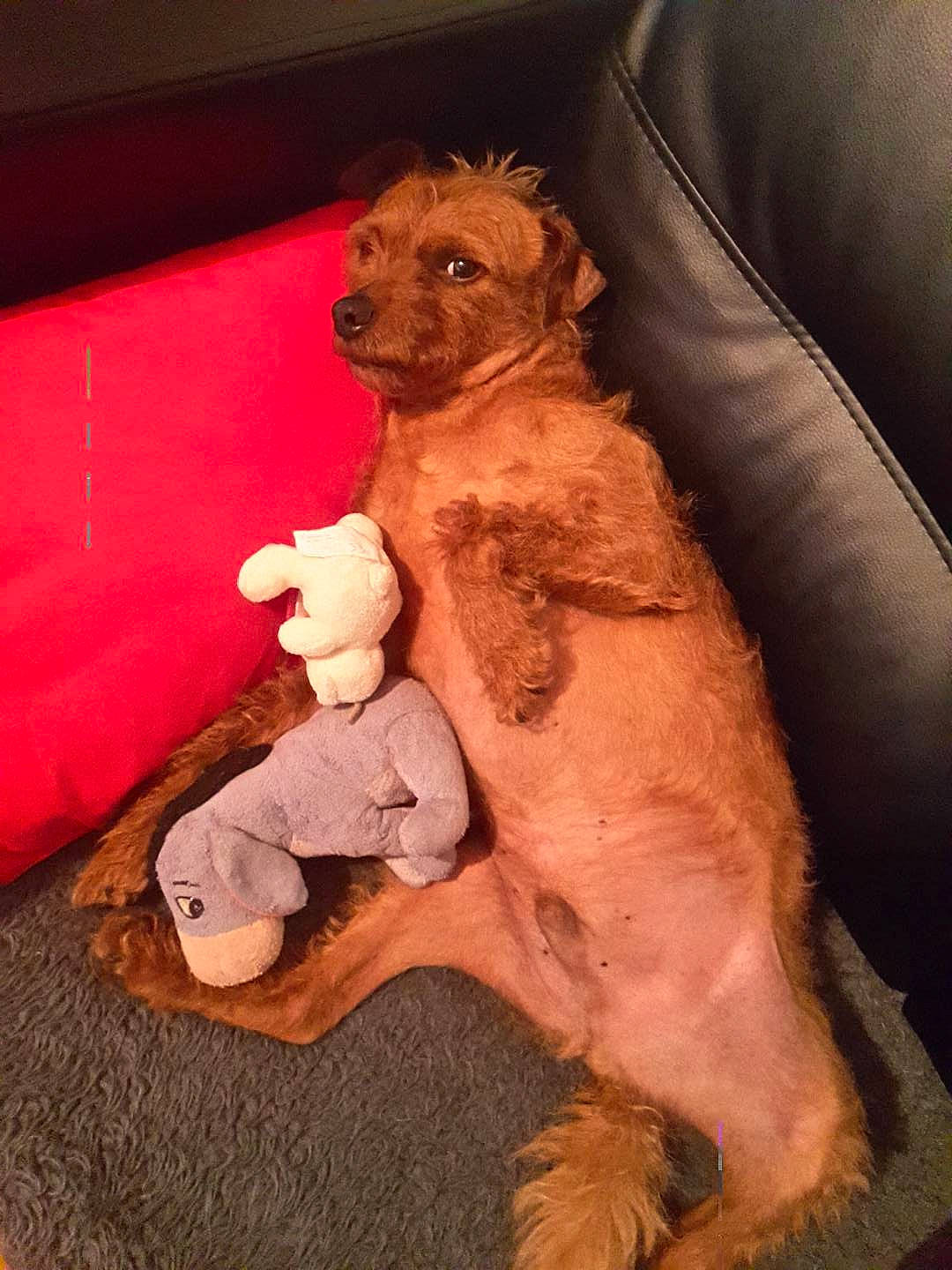 Galeon a rejoint le concours — aidez-le/la à gagner de superbes lots ! basset_fauve_de_bretagne, canidae, carnivore, cavapoo, cockapoo, companion_dog, dog, dog_breed, goldendoodle, irish_terrier, labradoodle, mammal, poodle, poodle_crossbreed, puppy, schnoodle