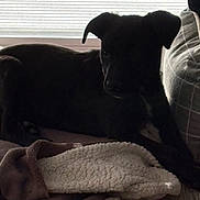 Rex a rejoint le concours — aidez-le/la à gagner de superbes lots ! animal, blanket, comfort, couch, cozy, dark_fur, dog, floor, fur, home, indoor, laying_down, light, pet, quiet, relaxing, resting, shadow, soft, window