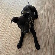 Rex a rejoint le concours — aidez-le/la à gagner de superbes lots ! puppy, dog, black_dog, pet, lying_down, floor, wooden_floor, indoor, curious, young_dog, animal, canine, harness, looking_up, cute, small_dog, domestic_animal, companion, playful, alert