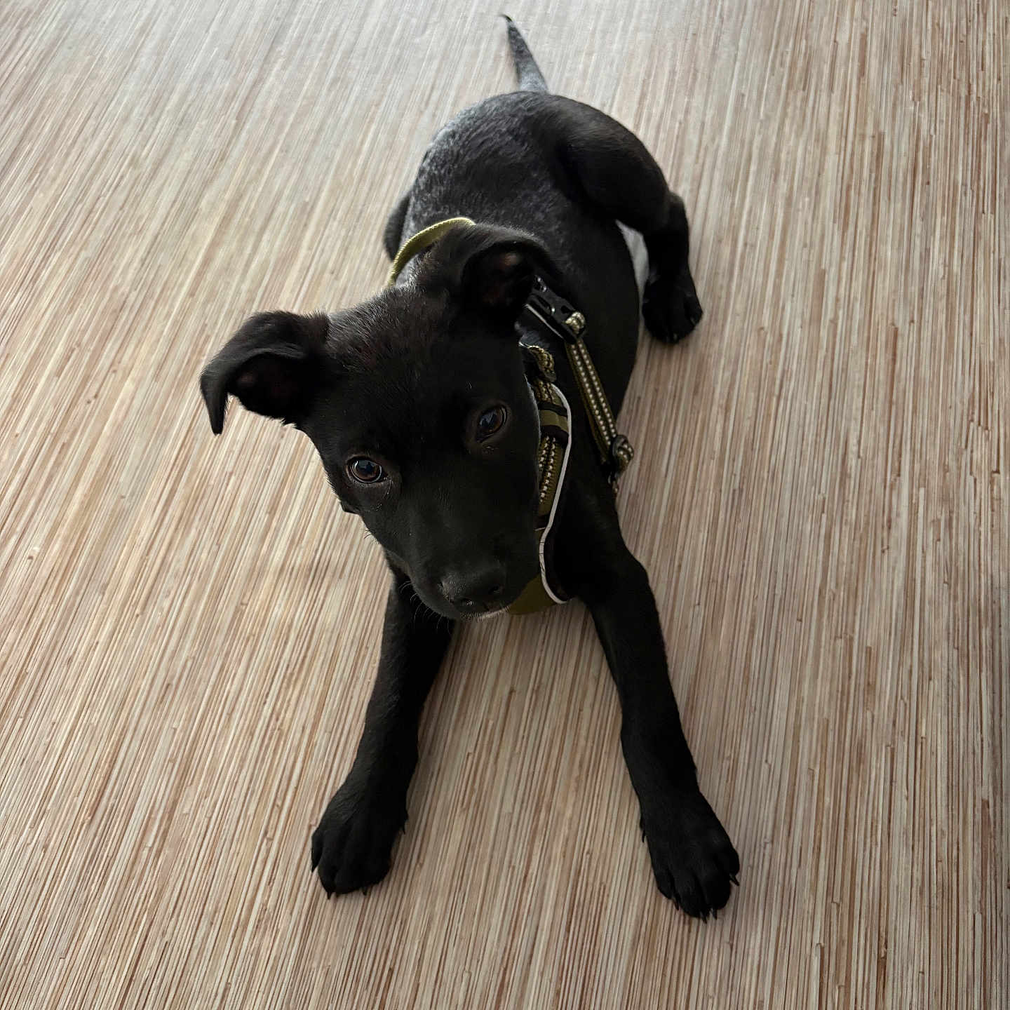 Rex a rejoint le concours — aidez-le/la à gagner de superbes lots ! alert, animal, black_dog, canine, companion, curious, cute, dog, domestic_animal, floor, harness, indoor, looking_up, lying_down, pet, playful, puppy, small_dog, wooden_floor, young_dog