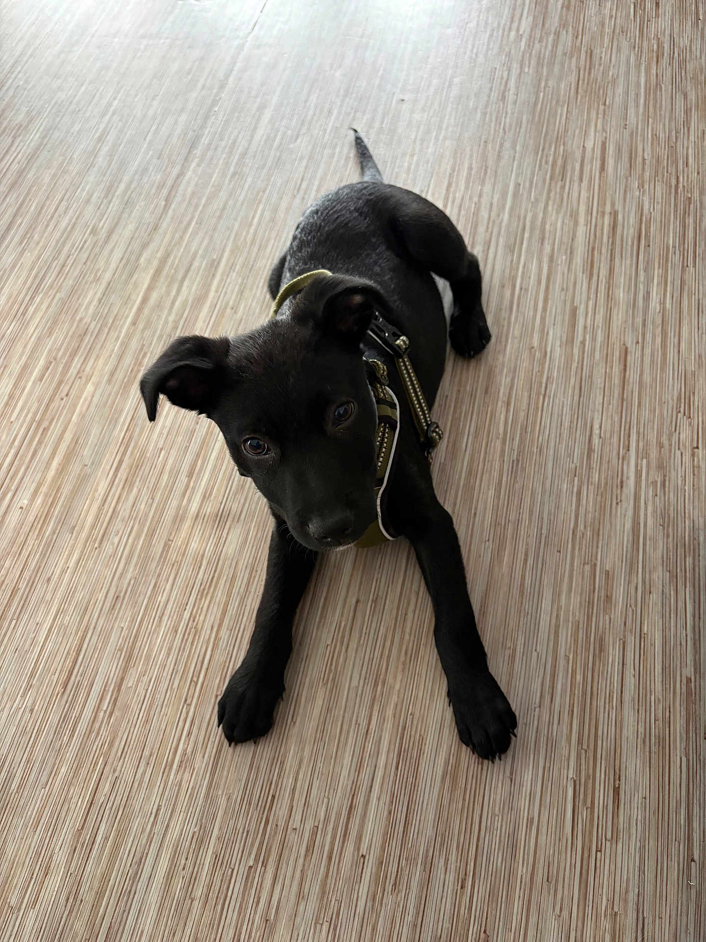 Rex a rejoint le concours — aidez-le/la à gagner de superbes lots ! puppy, dog, black_dog, pet, lying_down, floor, wooden_floor, indoor, curious, young_dog, animal, canine, harness, looking_up, cute, small_dog, domestic_animal, companion, playful, alert