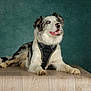 dog, border_collie, blue_eyes, harness, table, wooden_surface, indoor, pet, canine, mammal, fur, portrait, looking_up, studio, animal, companion, curious, sitting, background, teal