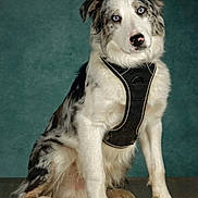 Vito a rejoint le concours — aidez-le/la à gagner de superbes lots ! dog, border_collie, blue_eyes, harness, pet, animal, portrait, sitting, fur, ears, white_fur, black_spots, wooden_floor, teal_background, canine, domestic_animal, looking_at_camera, indoor, studio_photo, cute