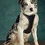 dog, border_collie, blue_eyes, harness, pet, animal, portrait, sitting, fur, ears, white_fur, black_spots, wooden_floor, teal_background, canine, domestic_animal, looking_at_camera, indoor, studio_photo, cute