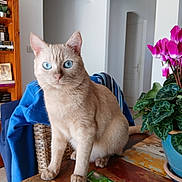Blue participe au concours pour gagner de l'argent avec cette photo : cat, blue_eyes, cream_colored, potted_plant, pink_flowers, wooden_table, bookshelf, blue_jacket, chair, indoor, pet, feline, houseplant, green_leaves, cozy_room, domestic, curious, sitting, portrait, table