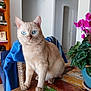 cat, blue_eyes, cream_colored, potted_plant, pink_flowers, wooden_table, bookshelf, blue_jacket, chair, indoor, pet, feline, houseplant, green_leaves, cozy_room, domestic, curious, sitting, portrait, table