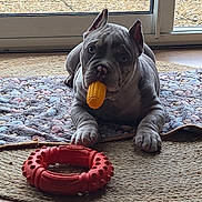Aïko participe au concours pour gagner de l'argent avec cette photo : animal, chew_toy, corn_toy, cute, dog, domestic, floor, glass_door, gravel, gray_dog, home, indoor, lying_down, natural_light, pet, playful, red_toy, rug, toy, window