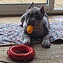animal, chew_toy, corn_toy, cute, dog, domestic, floor, glass_door, gravel, gray_dog, home, indoor, lying_down, natural_light, pet, playful, red_toy, rug, toy, window
