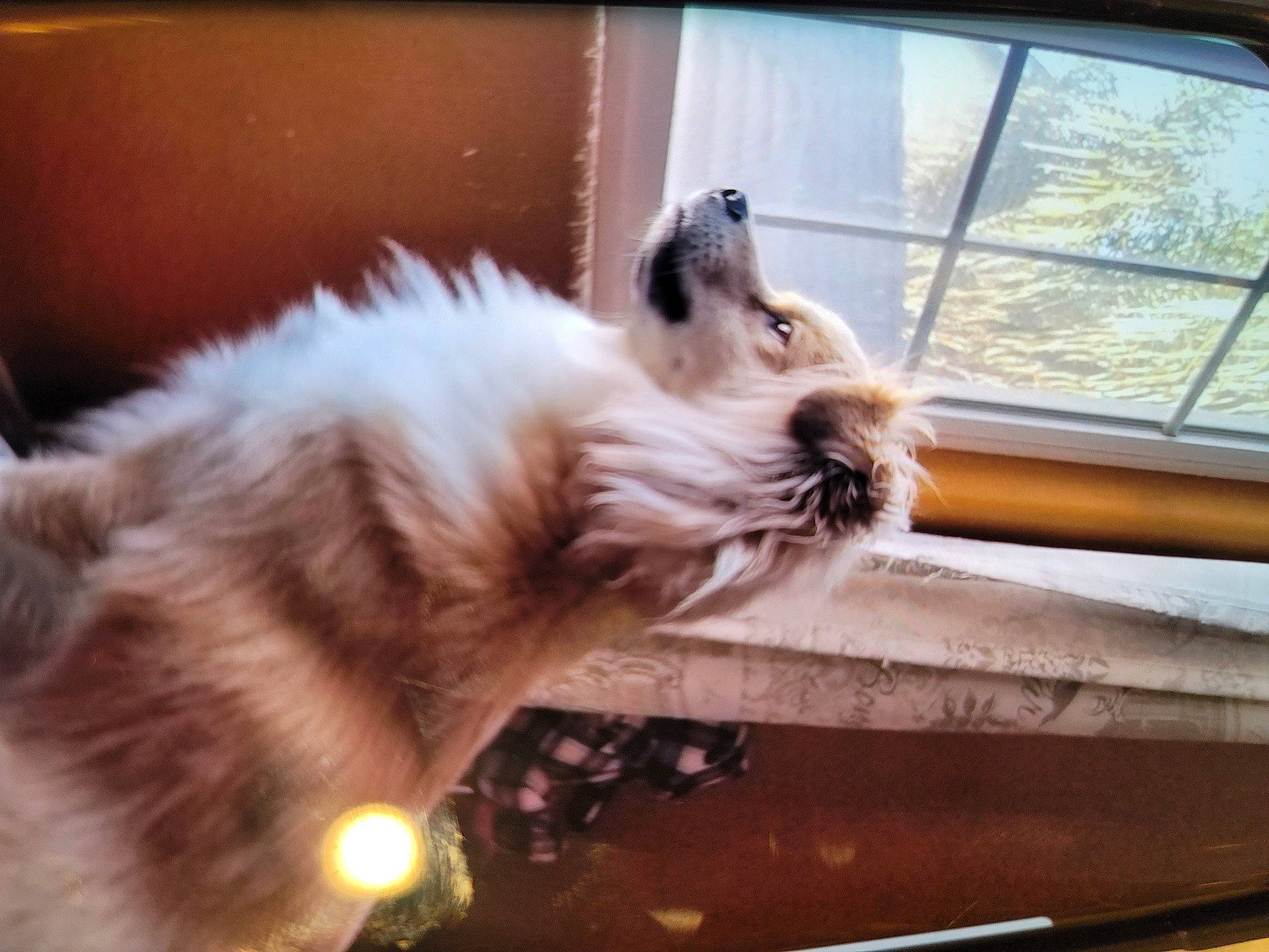 Gigi joined the competition — help win amazing prizes! canidae, carnivore, cat, comfort, companion_dog, dog_breed, fawn, felidae, fur, paw, ragdoll, small_to_medium_sized_cats, snout, sporting_group, tail, vehicle, whiskers, window, windshield, wood