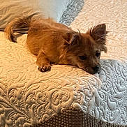 Tazz Russ joined the competition — help win amazing prizes! dog, bed, pillow, brown_dog, resting, indoor, pet, fur, ear, texture, white_bedspread, cozy, animal, sleepy, domestic_animal, small_dog, home, relaxed, lying_down, soft_lighting