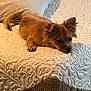 dog, bed, pillow, brown_dog, resting, indoor, pet, fur, ear, texture, white_bedspread, cozy, animal, sleepy, domestic_animal, small_dog, home, relaxed, lying_down, soft_lighting