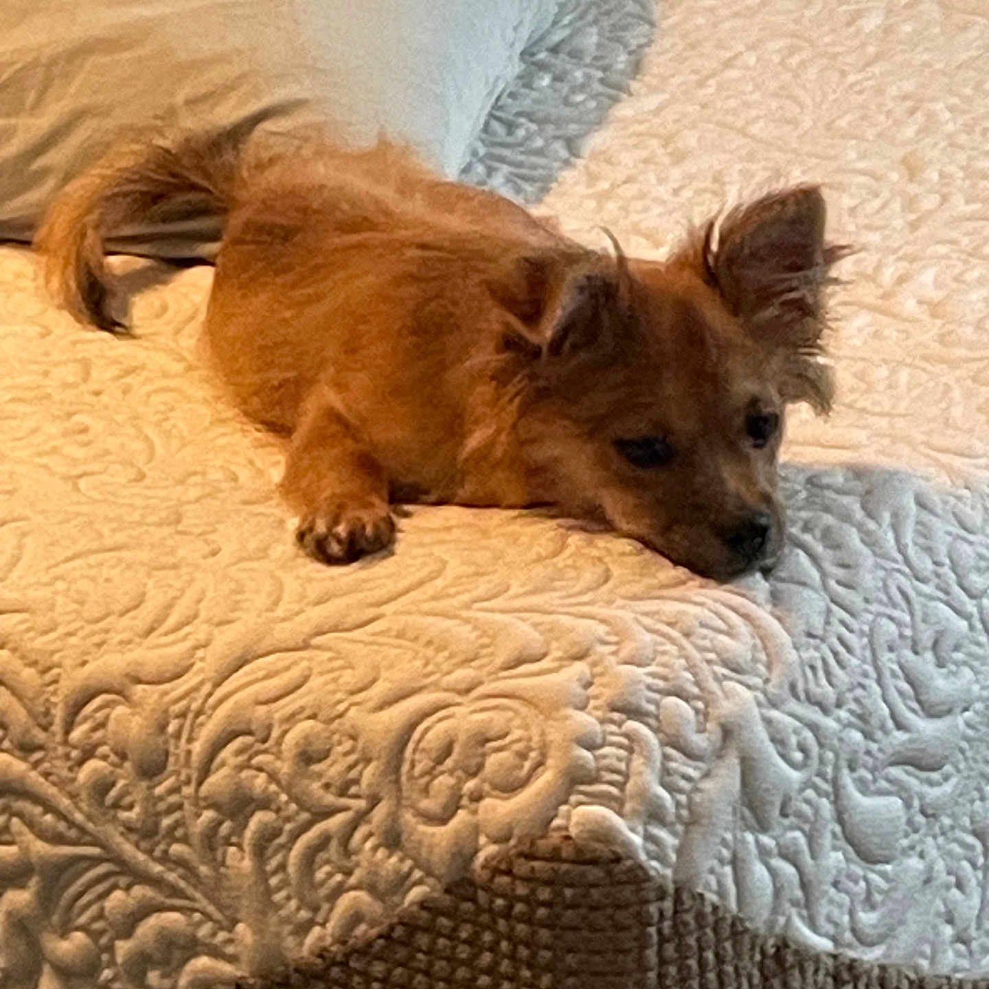 Tazz Russ joined the competition — help win amazing prizes! animal, bed, brown_dog, cozy, dog, domestic_animal, ear, fur, home, indoor, lying_down, pet, pillow, relaxed, resting, sleepy, small_dog, soft_lighting, texture, white_bedspread