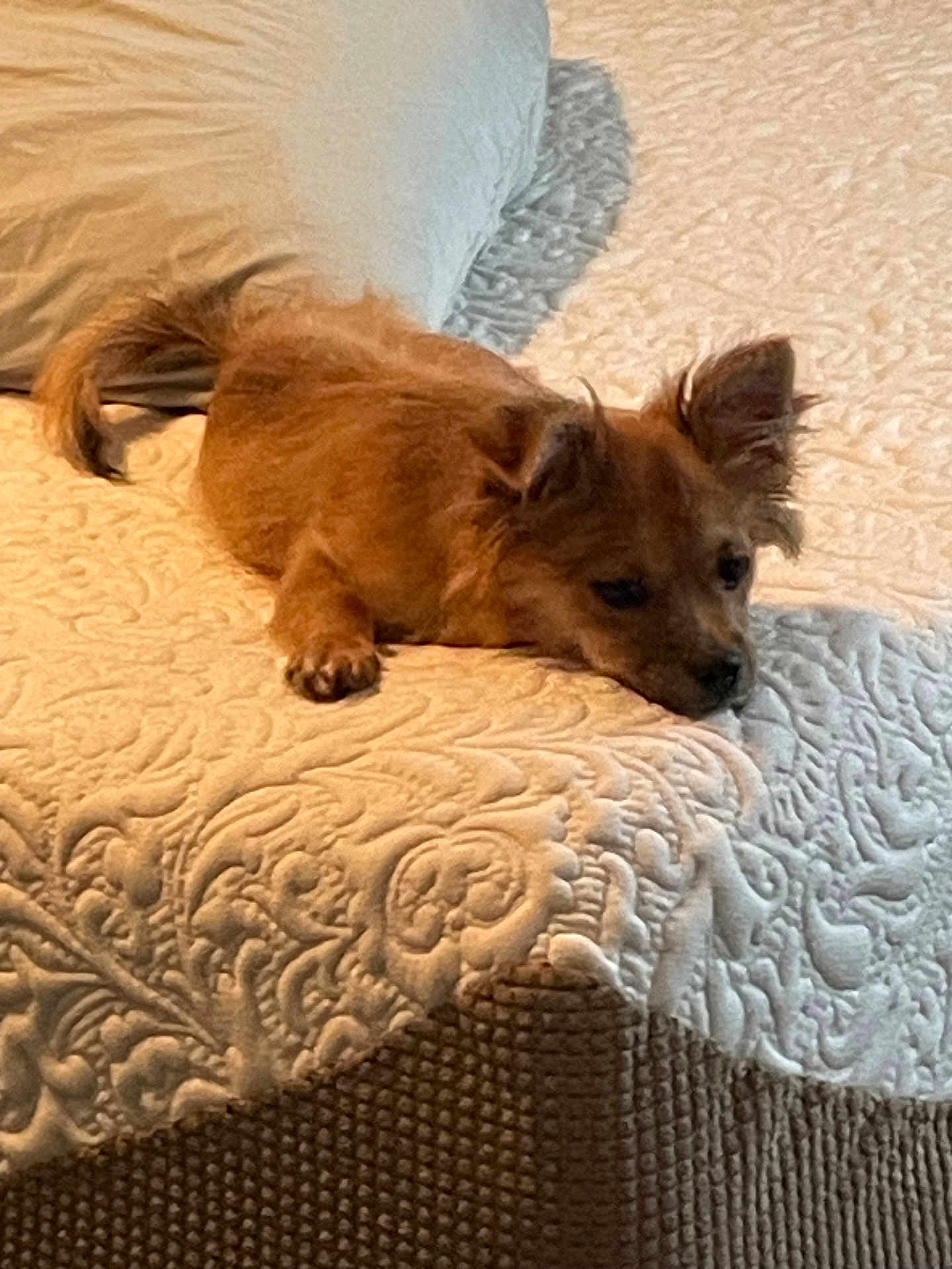 Tazz Russ joined the competition — help win amazing prizes! dog, bed, pillow, brown_dog, resting, indoor, pet, fur, ear, texture, white_bedspread, cozy, animal, sleepy, domestic_animal, small_dog, home, relaxed, lying_down, soft_lighting