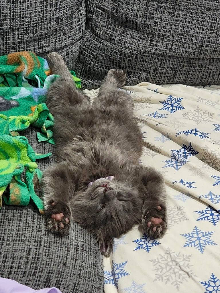 Dot is registered to the contest to win money with this photo: black_cat, canidae, carnivore, cat, claw, comfort, dog_breed, domestic_short_haired_cat, felidae, fur, grey, groundcover, nap, pattern, paw, small_to_medium_sized_cats, sporting_group, tail, terrestrial_animal, whiskers