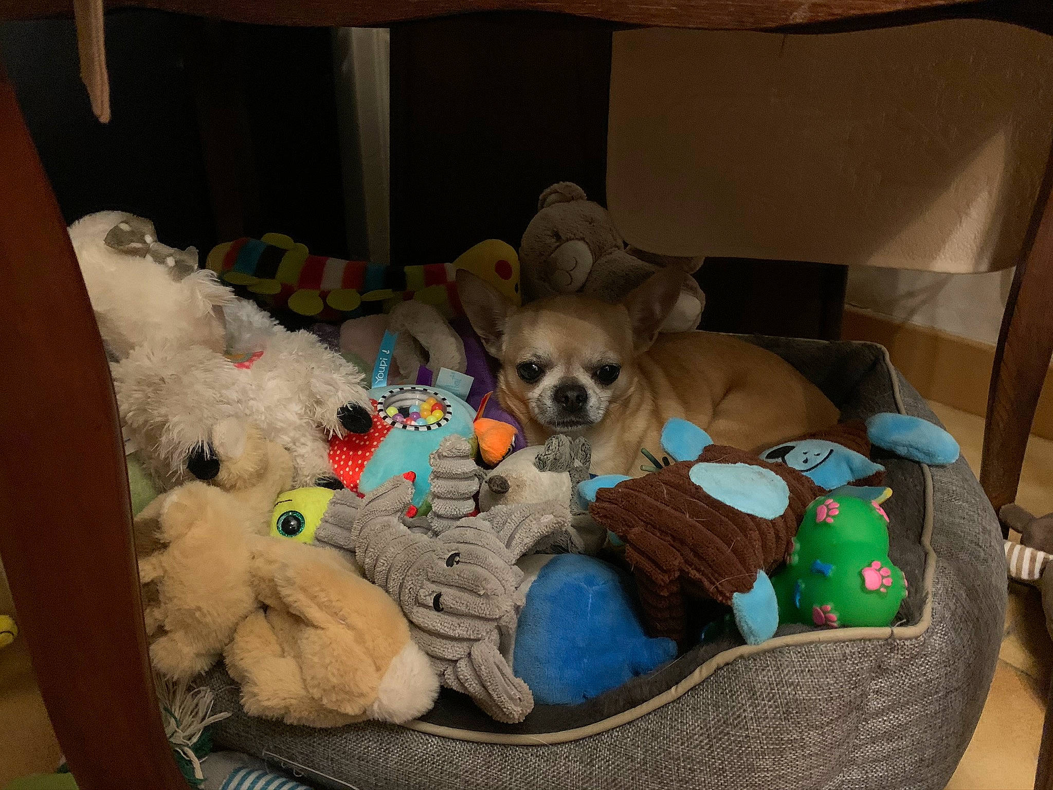 Gizmo participe au concours pour gagner de l'argent avec cette photo : canidae, carnivore, chihuahua, companion_dog, dog, dog_breed, fawn, non_sporting_group, pembroke_welsh_corgi, puppy, stuffed_toy, toy, toy_dog