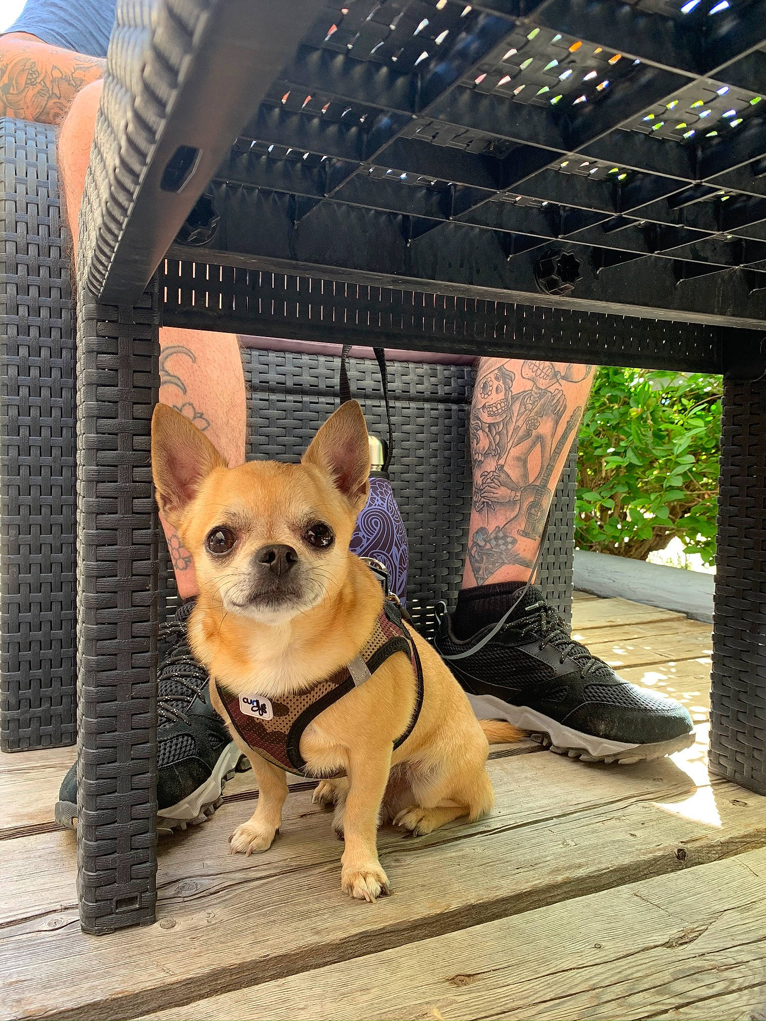 Gizmo participe au concours pour gagner de l'argent avec cette photo : canidae, carnivore, chihuahua, companion_dog, corgi_chihuahua, dog, dog_breed, fawn, mammal, pembroke_welsh_corgi, snout, toy_dog, vertebrate