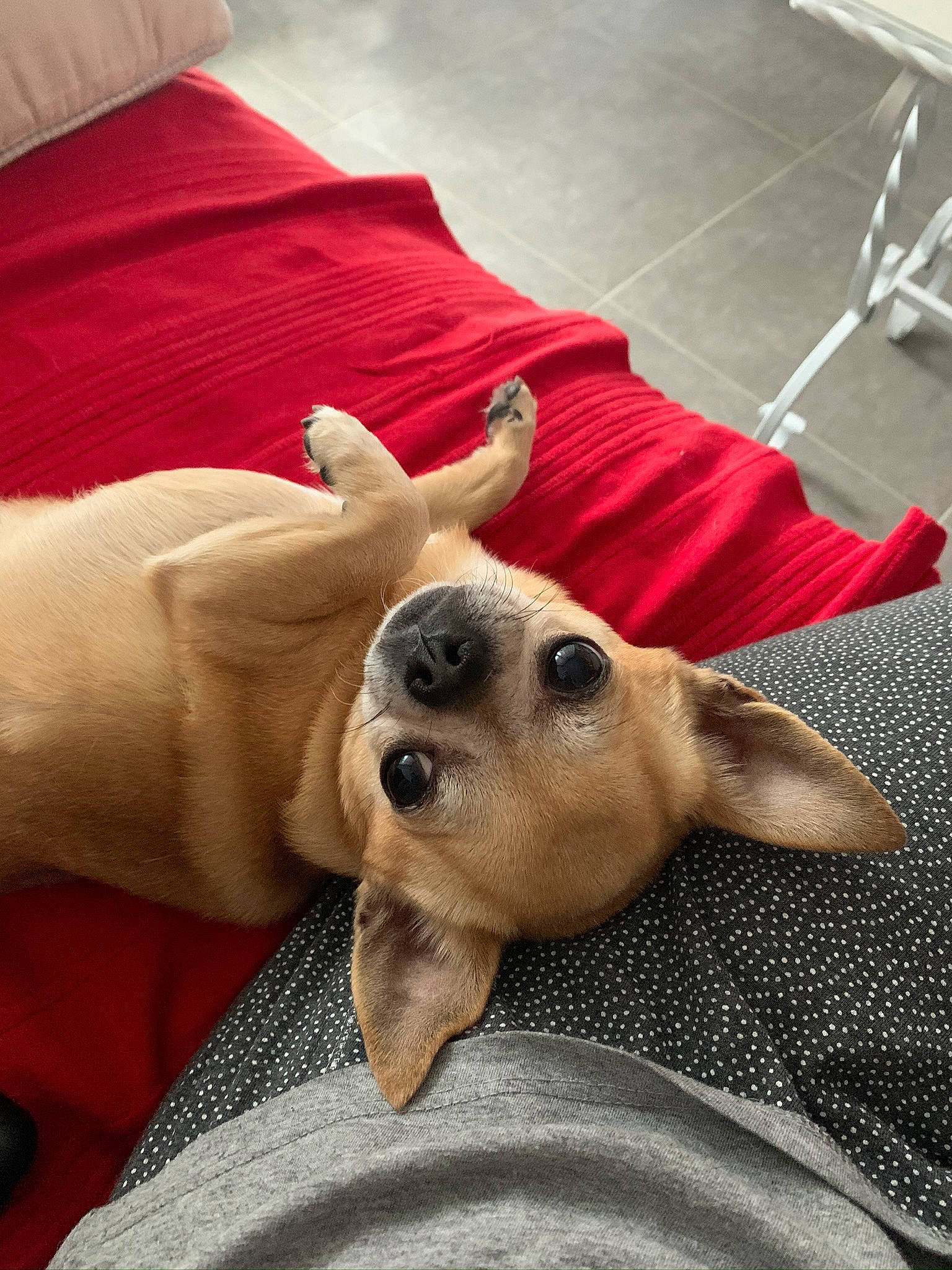 Gizmo a rejoint le concours — aidez-le/la à gagner de superbes lots ! canidae, carnivore, chihuahua, companion_dog, dog, dog_breed, fawn, lurcher, mammal, paw, puggle, puppy, puppy_love, snout, sporting_group, toy_dog, whippet, whiskers