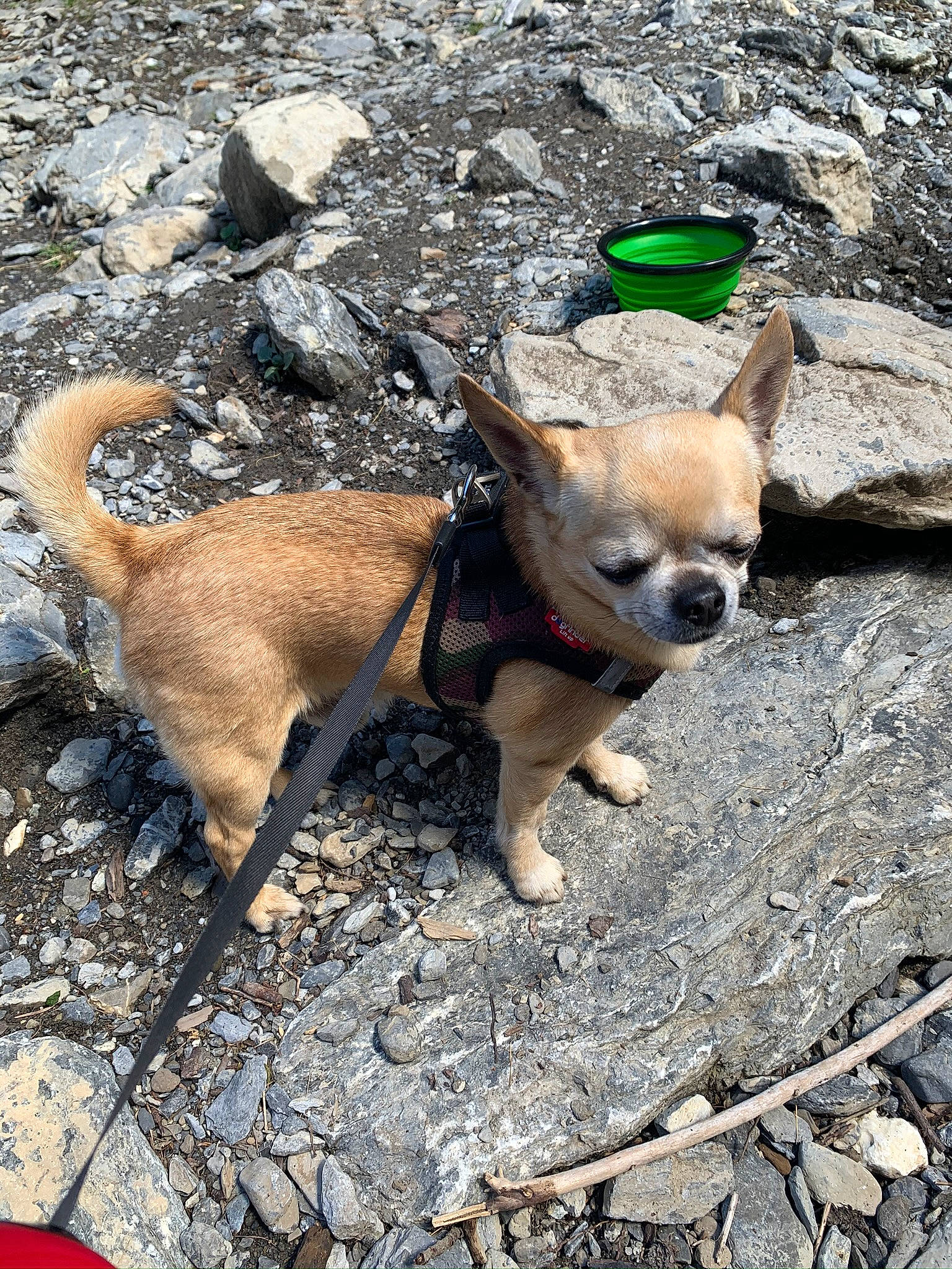 Gizmo a rejoint le concours — aidez-le/la à gagner de superbes lots ! adventure, canidae, carnivore, chihuahua, corgi_chihuahua, dog, dog_breed, fawn, rock, snout, toy_dog