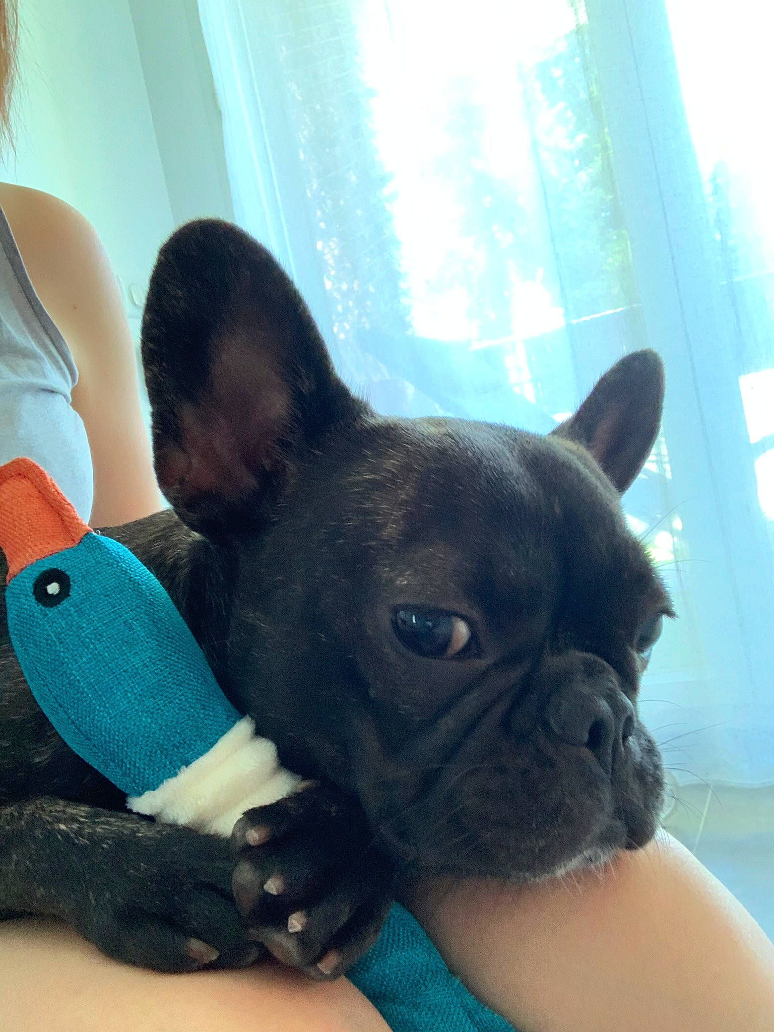 Pink participe au concours pour gagner de l'argent avec cette photo : boston_terrier, bulldog, canidae, carnivore, companion_dog, dog, dog_breed, ear, eye, fawn, french_bulldog, mammal, non_sporting_group, puppy, skin, snout, toy_bulldog, vertebrate