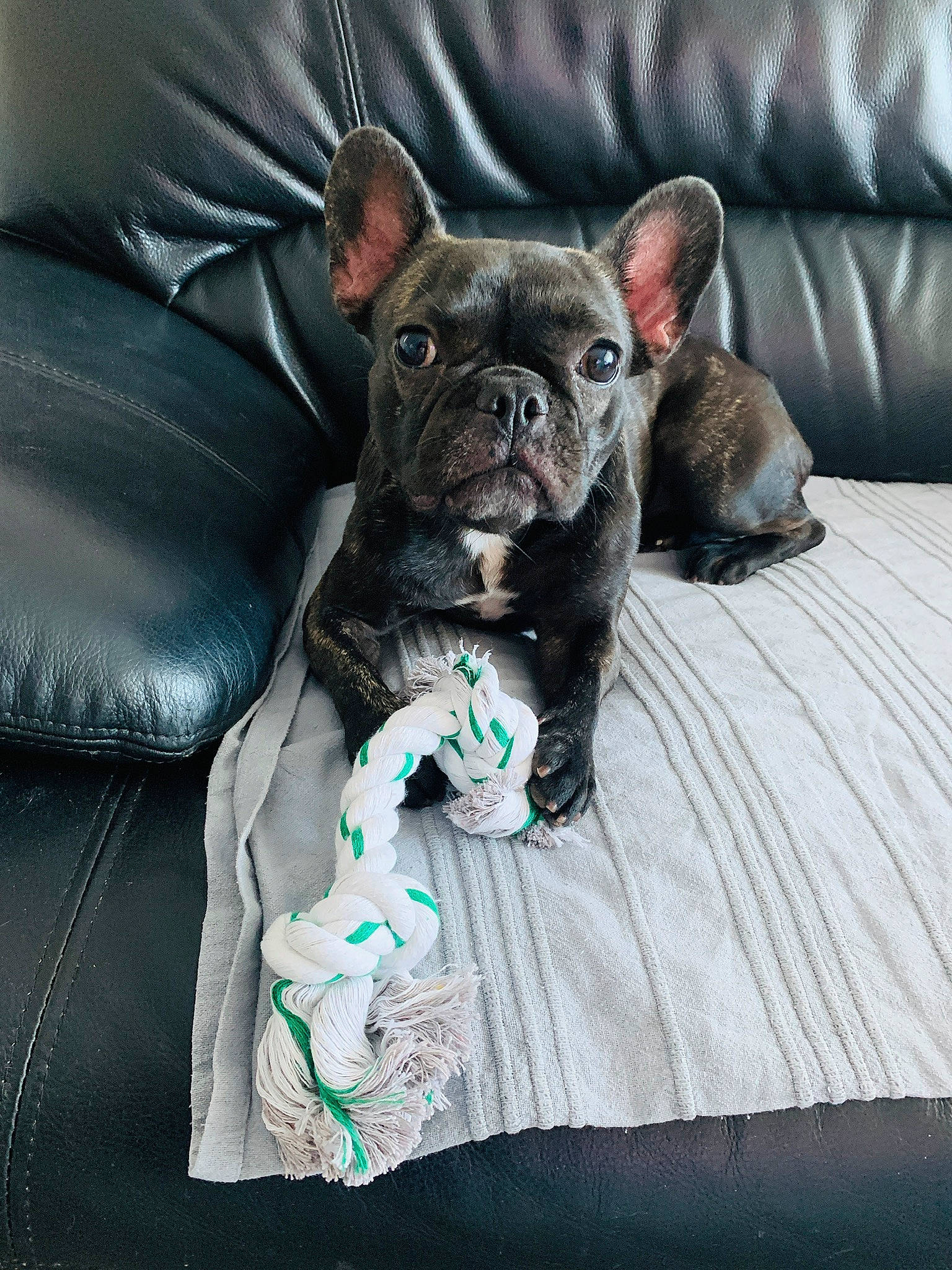 Pink participe au concours pour gagner de l'argent avec cette photo : bulldog, canidae, carnivore, companion_dog, dog, dog_breed, fawn, french_bulldog, mammal, non_sporting_group, pillow, puppy, snout, toy_bulldog, vertebrate, whiskers