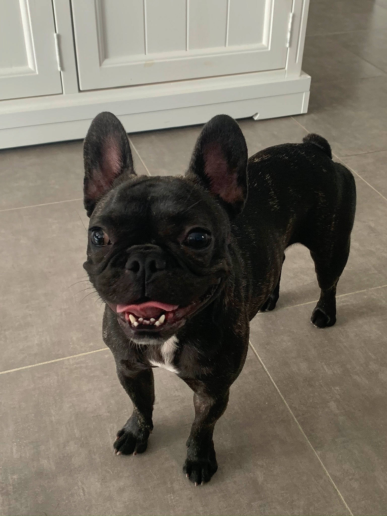 Pink participe au concours pour gagner de l'argent avec cette photo : american_bulldog, bulldog, canidae, carnivore, companion_dog, dog, dog_breed, fawn, french_bulldog, mammal, molosser, non_sporting_group, rare_breed_dog, snout, sporting_group, toy_bulldog, vertebrate