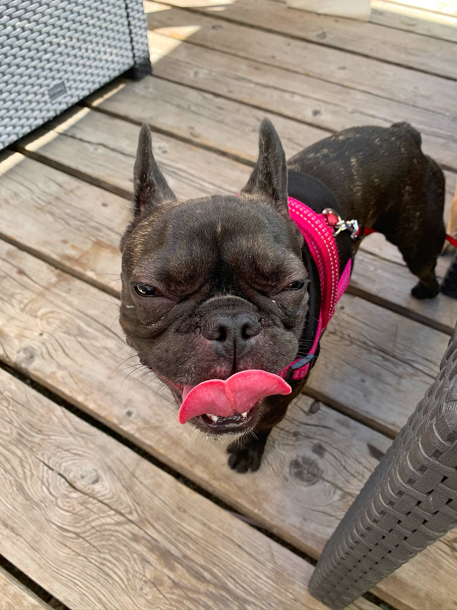 Pink a rejoint le concours — aidez-le/la à gagner de superbes lots ! bulldog, canidae, carnivore, collar, companion_dog, dog, dog_breed, dog_collar, fashion_accessory, fawn, french_bulldog, leash, mammal, molosser, non_sporting_group, old_english_bulldog, olde_english_bulldogge, snout, toy_bulldog, vertebrate